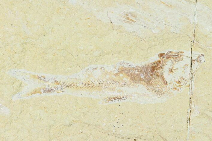 Cretaceous Fossil Fish (Gaudryella) - Lebanon #162838